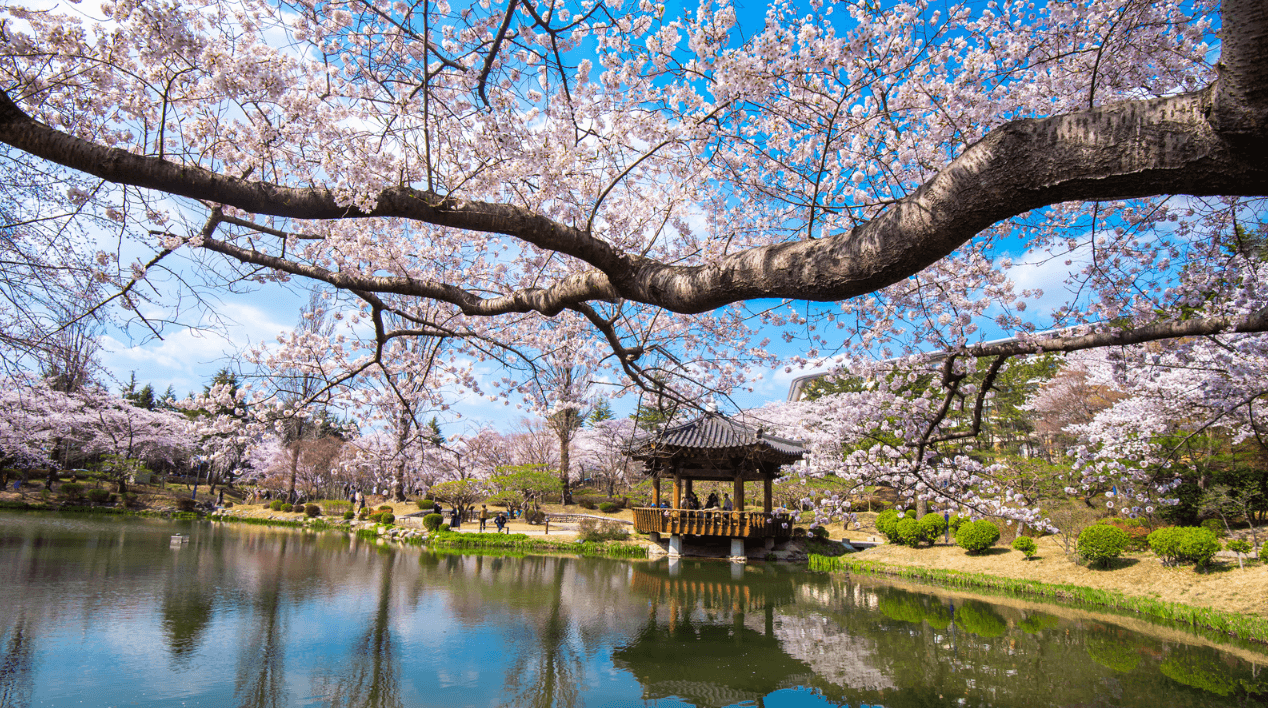 Primavera en Corea del Sur