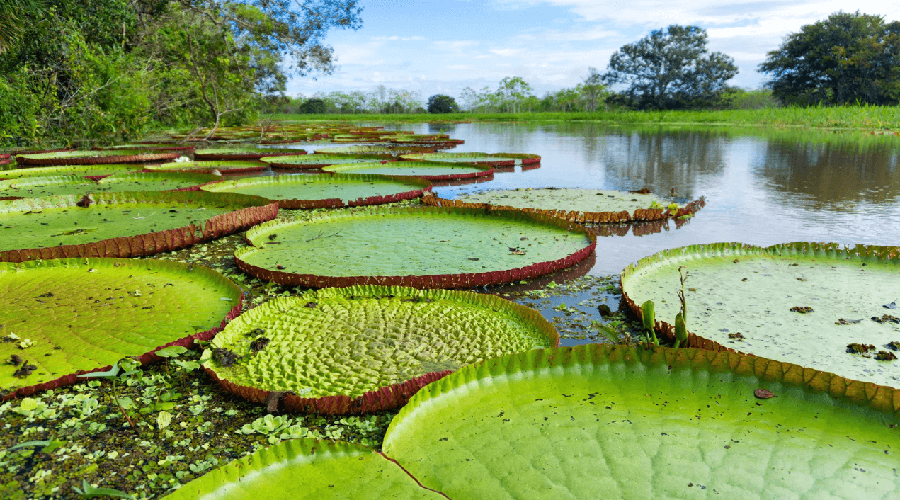 Amazonas - Victoria Regia