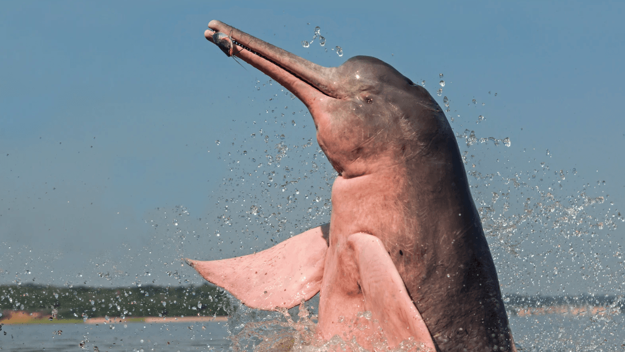 Delfín Rosado - Amazonas