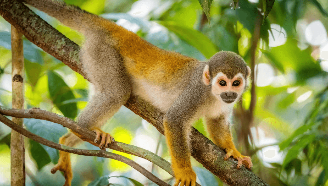 Isla de los Micos - Amazonas